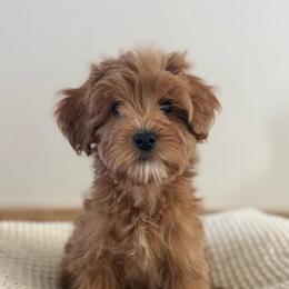 Female 3 - Red  female Goldendoodle puppy in Modesto, California from Central Valley Canine Companions