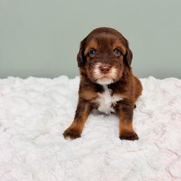Luc - male Labradoodle puppy in Springfield, Ohio from Dawson & Daryn's Royal Companions