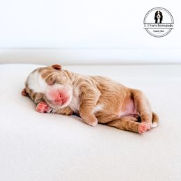 Purple Collar Female - Megaphone - Red female Bernedoodle puppy in Lebanon, Ohio from 3|17 Korte Bernedoodles LLC