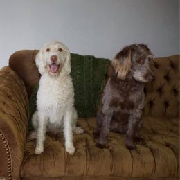 Double Doodle All Grown Up from Lionheart Doodles