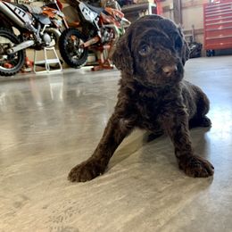 Goldendoodle and Labradoodle Puppies from Jessica Henry