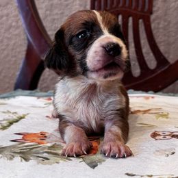 Wanda - Mahogany and white female Basset Hound puppy in Inman, Nebraska from Sandhill Hounds of Nebraska