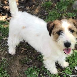 Cookie & Cream - Russell Terrier