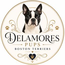 Girl Puppy - Black brindle and white female Boston Terrier puppy in Brooksville, Florida from Delamorés Pups
