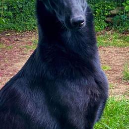 German Shepherd Puppies from Haus Skyborne Shepherds