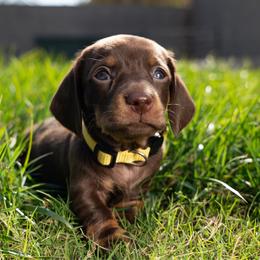 Yellow - Chocolate and tan female Dachshund puppy in Bakersfield, California from LongDogs Bakersfield