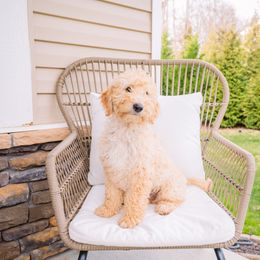 Punkin Boy - Cream Goldendoodle puppy in Lake Wylie, South Carolina from Lake Wylie Doodles