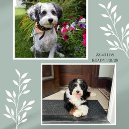 Bernedoodle puppies from Heart J Bernedoodles