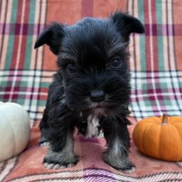 JimBob - Black and silver male Miniature Schnauzer puppy in Hedgesville, West Virginia from Clay Hill Kennels