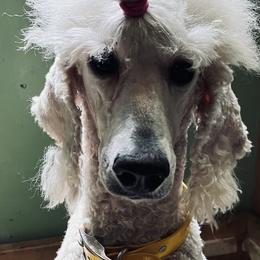 Goldie - Poodle