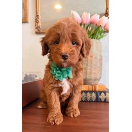 Lucky - Red  male Goldendoodle puppy in Pleasant Grove, Utah from Destination Doodles