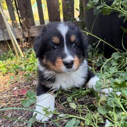 Bear - Black tri-color male Australian Shepherd puppy in Yelm, Washington from Country Rose Australian Shepherds