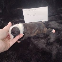 Tinsel - Black brindle and white female Boston Terrier puppy in Catawba, North Carolina from Lil Wiggles Boston Terriers