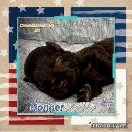 Boon - Liver male Miniature Schnauzer puppy in Independence, Missouri from Crown Schnauzers KC