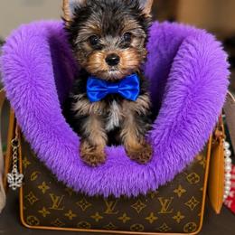 Woody - Black and tan male Yorkshire Terrier puppy in Blanchard, Oklahoma from Southern Belle Yorkie