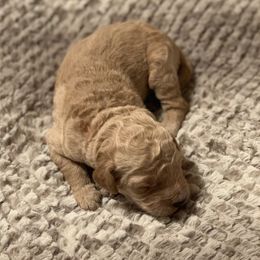 Goldendoodle Puppies from Izzy's Doodles