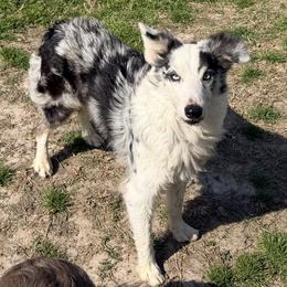 Buck - Border Collie