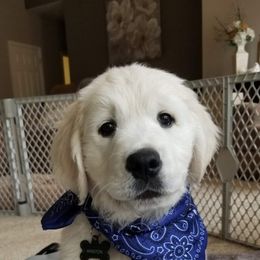 Golden Retriever Puppies from Dewbury Dream Goldens