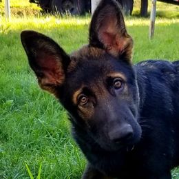 German Shepherd Puppies from Eisenkraft K9’s