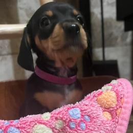 Dachshund puppies from My Forever Baby