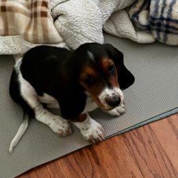 Basset Hound and Dachshund Puppies from V's Southern Angels