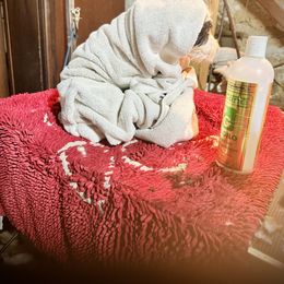 Bearded Collie and Border Collie Puppies from Beloved Bearded & Border Collies