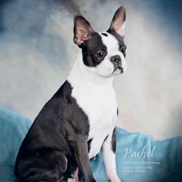 Rachel - Boston Terrier