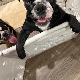Bulldog Puppies from BUBBABULL