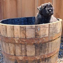 Rebellious Khimosabi (Yellow Boy) - Brindle male Bouvier des Flandres puppy in Cazenovia, New York from Rebellious Bouvier