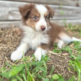 Luna - Red tri female Miniature Australian Shepherd puppy in Saint Cloud, Florida from Dirty Paws