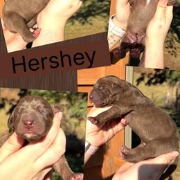 Hershey - Chocolate brindle female Great Dane puppy in Wellsville, New York from Prophecy Danes
