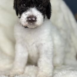 Black - Frozen - Parti female Goldendoodle puppy in Cleveland, Georgia from The O.G. Doodles