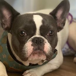 French Bulldogs and Poodles from Simonsez Frenchies