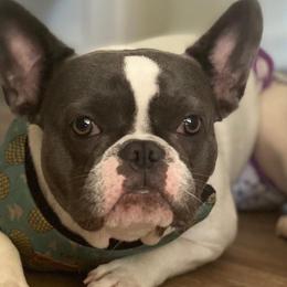 French Bulldogs and Poodles from Simonsez Frenchies