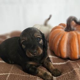 Ida - Cream female Dachshund puppy in Loganville, Georgia from Royal Dackel Haus