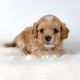 Bear - Cream male Cockapoo puppy in Pledger, Texas from Sugarbear Cockapoos
