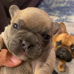 French Bulldogs from Top Notch Frenchies
