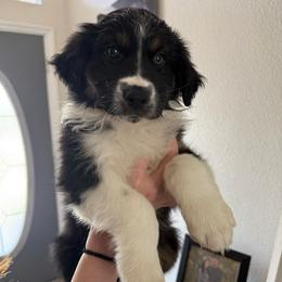 Legend - Black tri-color male Australian Shepherd puppy in Weeki Wachee, Florida from Ace of Spades Australian Shepherds