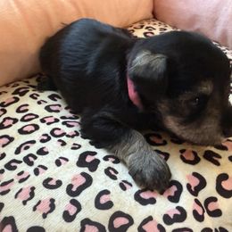 Pink collar - Salt and pepper female Miniature Schnauzer puppy in Smyrna, Tennessee from Moore's Miniature Schnauzers