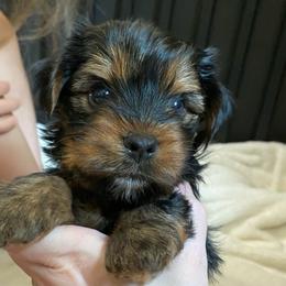 Bean - Black and tan male Yorkshire Terrier puppy in East Greenbush, New York from Buonocore Pups