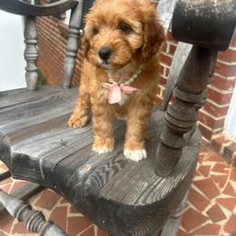 Destiny - Apricot female Goldendoodle puppy in Mint Hill, North Carolina from DoodleForever