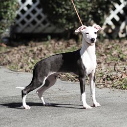 Italian Greyhound Puppies from Macabre Italian Greyhounds