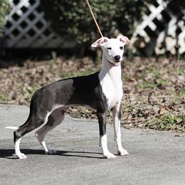 Italian Greyhound Puppies from Macabre Italian Greyhounds