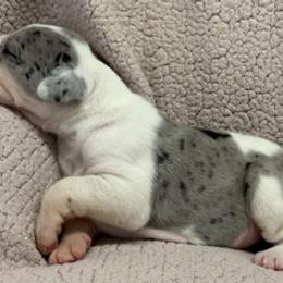 Cool Dude - Mantle merle male Great Dane puppy in Westville, Florida from Boulder View Danes