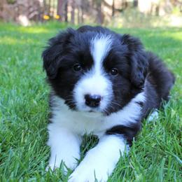 Border Collie Puppies from Team Reeves Ranch