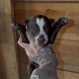 Girl 2 - Brown and white female Siberian Husky puppy in Iron River, Wisconsin from Wiemeri Siberians