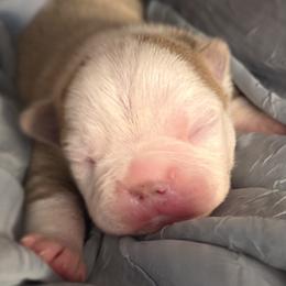 Boston Terrier puppies from Spruce Valley Miniature Dachshunds & Boston Terriers