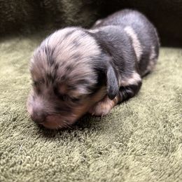 Millie - Dapple female Dachshund puppy in Mountain Grove, Missouri from Happy Hounds and More🐾