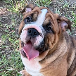 Channing - Bulldog puppy in Lakeland, Florida from Love That Bulldog Hicks Family Division