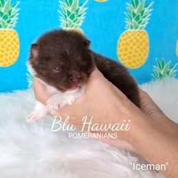 Pomeranian Puppies from Blu Hawaii Pomeranians